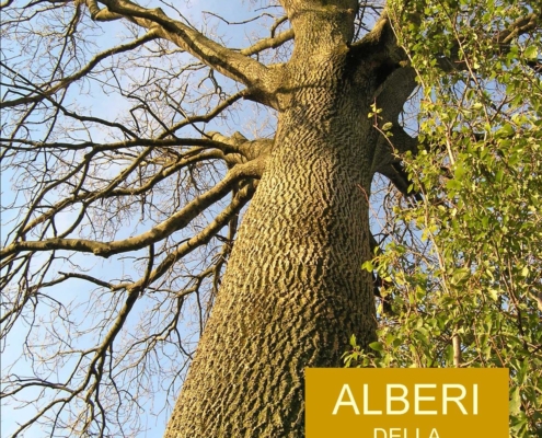 Alberi_della_pianura_veneto_friulana