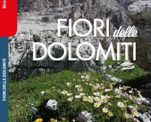 fiori-delle-dolomiti-di-michele-zanetti